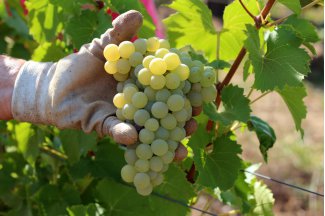 vino